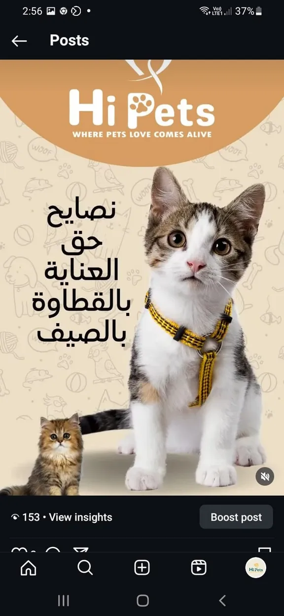 Hi Pets Arabic post with summer care tips for cats